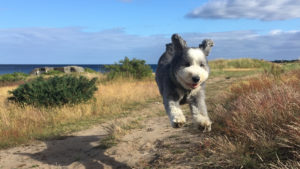 Tandläkare Stefan Flygare i Simrishamn